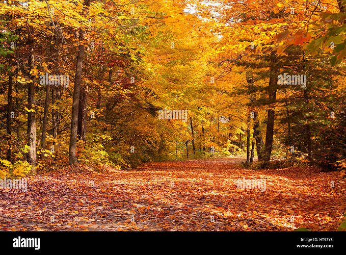 eine-strasse-die-fallenden-blatter-im-herbst-in-algonquin-provincial-park-ontario-kanada-ht97y8