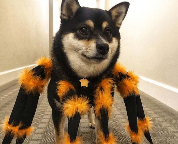 Spider-Costume-for-dog-picture-1024x828-1-1664102267