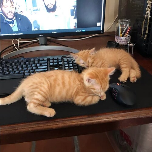 kittens_on_keyboard