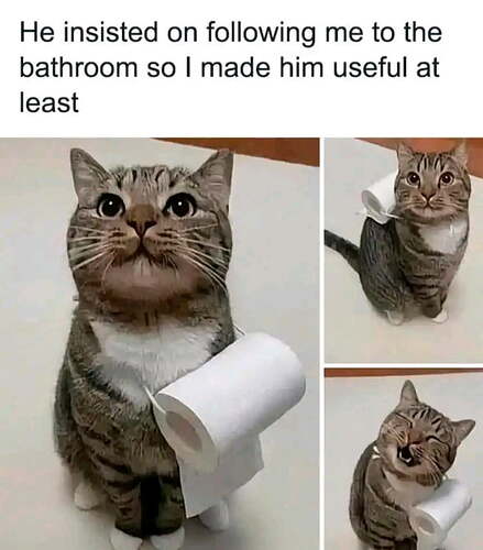 toilet_cat