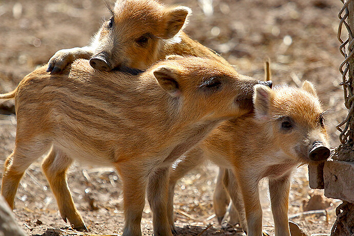 wildschwein-frischling-2014-04-02_2124