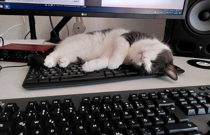 cat_on_secondary_keyboard