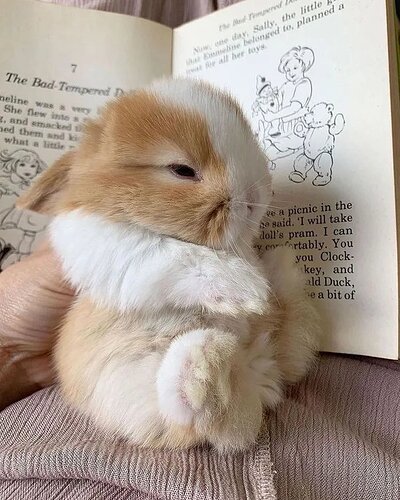 Heres-a-bunny-to-make-everybodys-day-better-D