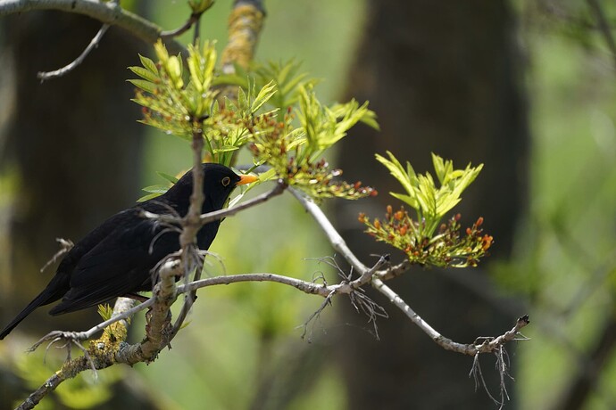 Amsel2