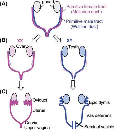 m_ioz079fig1