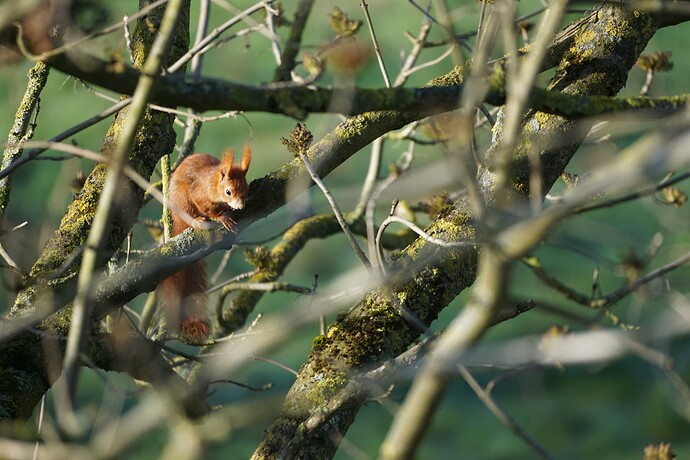 Eichhörnchen1