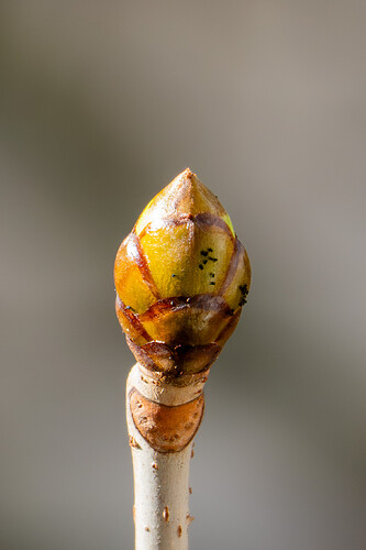Blutkastanienknospen_Laeuse-1