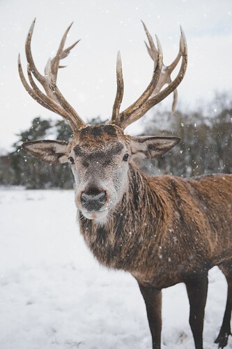 reindeer-vertebrate-mammal-horn-antler-deer-Barren-ground-Caribou-wildlife-elk-atmospheric-phenomenon-snow-winter-snout-sky-freezing-national-park-white-tailed-deer-fawn-1553185