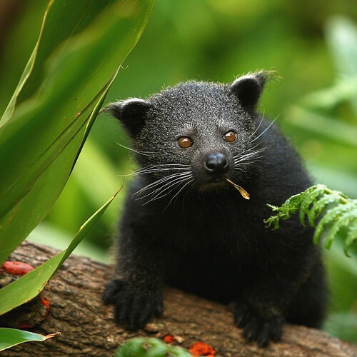 binturong-update_square
