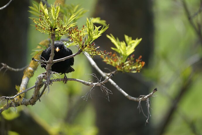 Amsel1