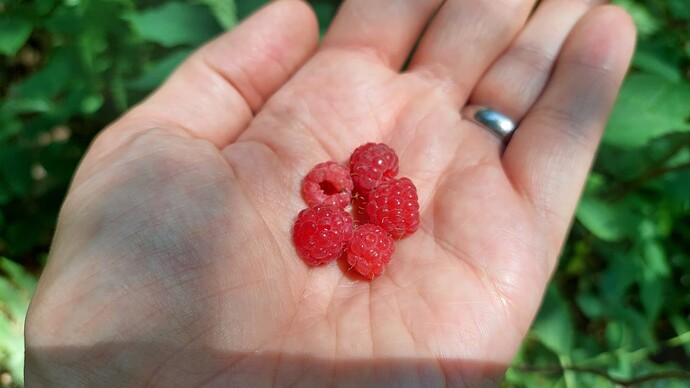 Waldhimbeeren