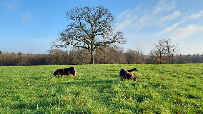 Hunde auf der Wiese