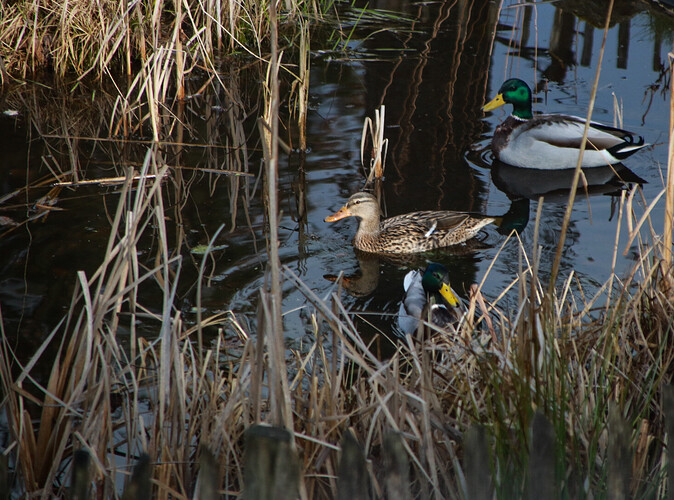 IMG_4308