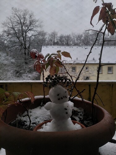 Schneegriesgram