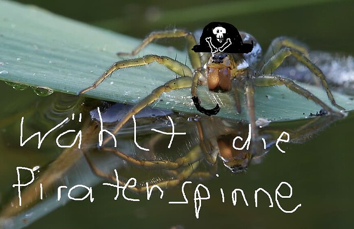 Piratenspinne