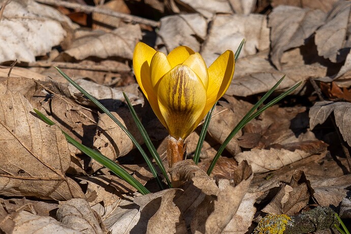 Krokus_6