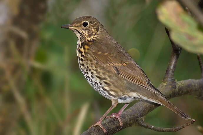 Song_Thrush_Turdus_philomelos