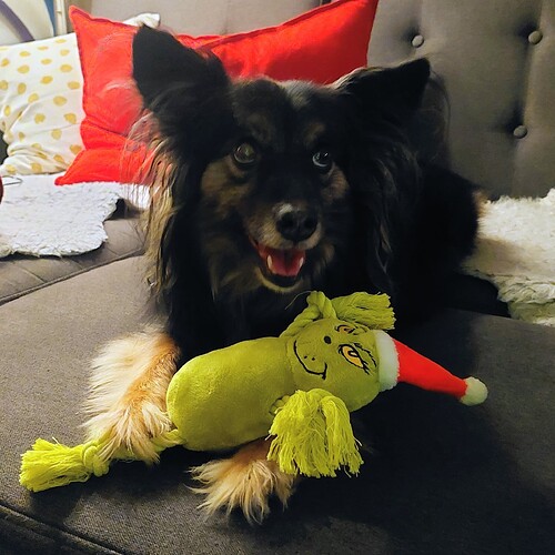 Hund mit Grinch