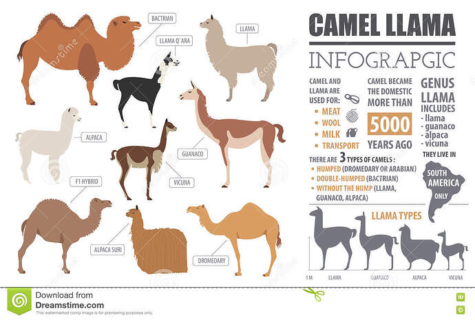 kamel-lama-guanaco-alpaka-züchtet-infographic-schablone-80741205