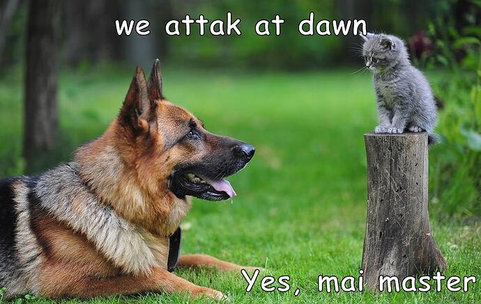 cat-dogs-master-attack-caption-9020331008