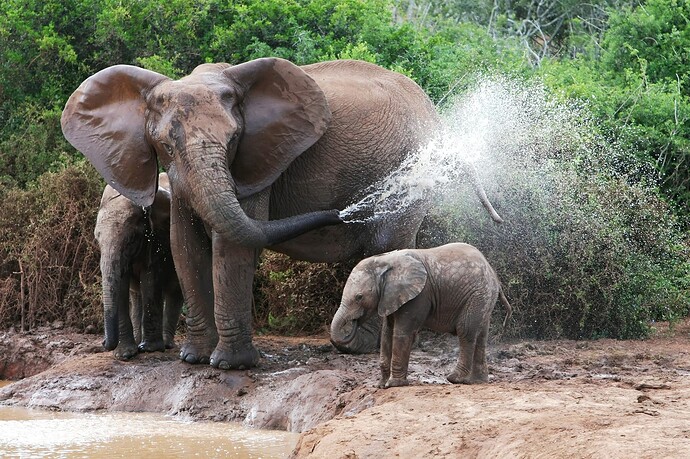 569274-Elephants-Bathing