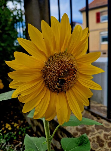 Sonnenblumenbiene