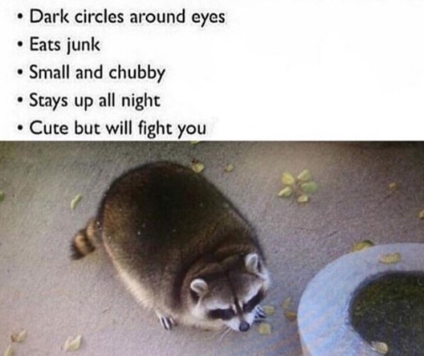 dark-circles-around-eyes-eats-junk-small-and-chubby-stays-up-all-night-cute-but-will-fight-you