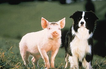 Schweinchen Babe