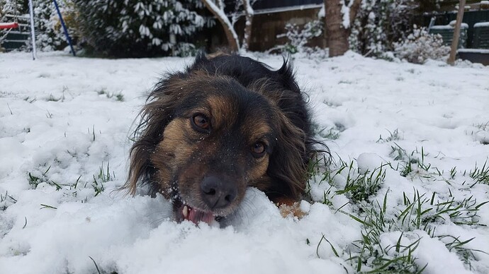 Hund im Schnee