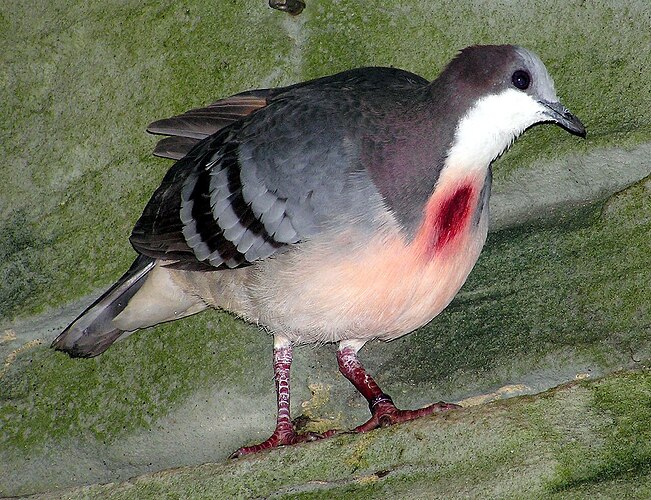 Luzon.bleeding.heart.dove.arp
