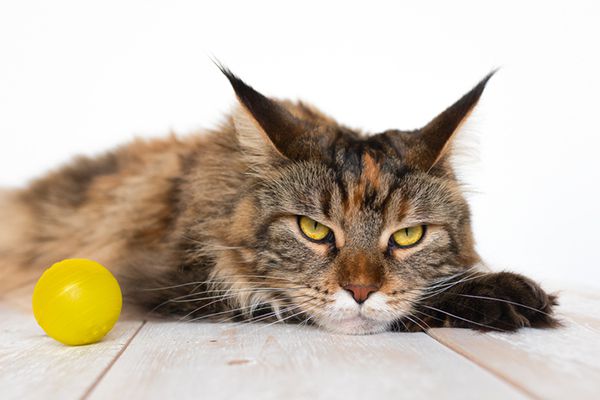 An-annoyed-cat-with-a-ball.jpg.optimal