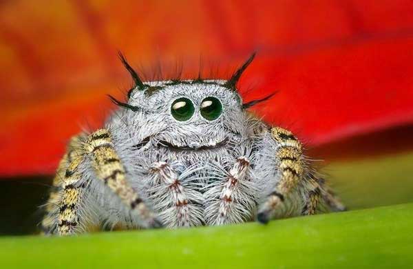 happy-spider