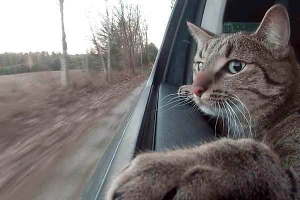 How-to-Make-Car-Rides-Easier-for-Cats