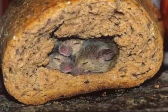 bed and breakfast