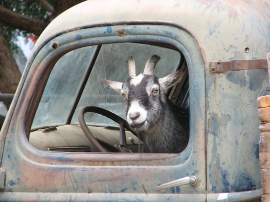Underwood_Goat