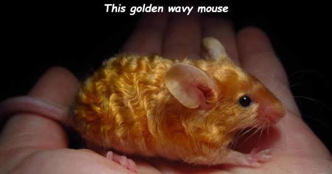 hamsterwelle