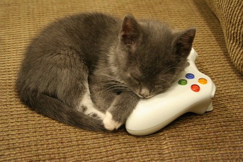 VIDEO-GAME-THEIF-cats-34334063-500-333