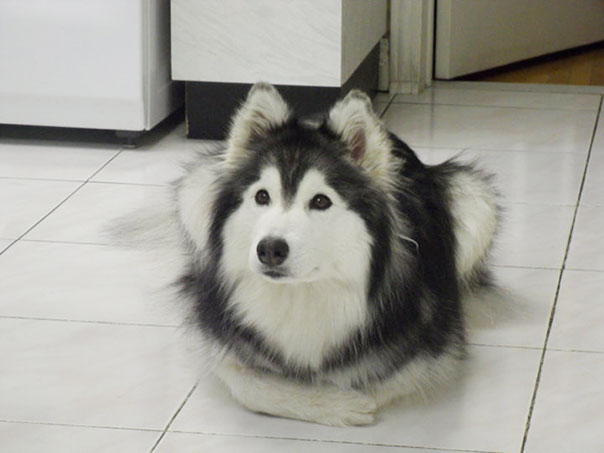 tally-husky-dog-raised-by-cats-2