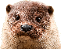 otter_front