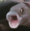 OMG_fish