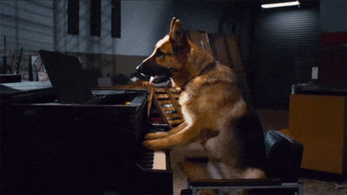 piano_dog