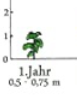 grafik