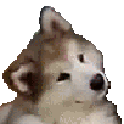 extraconfused