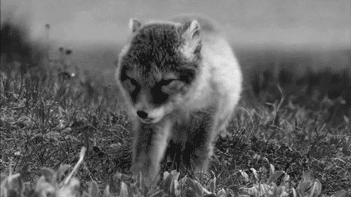 good_night_fox