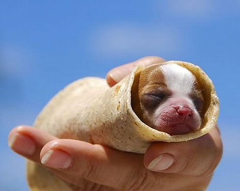 pancake-puppy