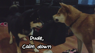 calm_down_dude_dogs
