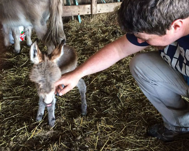 cute-miniature-baby-donkeys3-5aa94714eae88__605