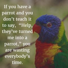 Parrot-240x240