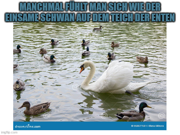 einziger-schwan-enten-und-enteriche-die-den-see-schwimmen-85861150