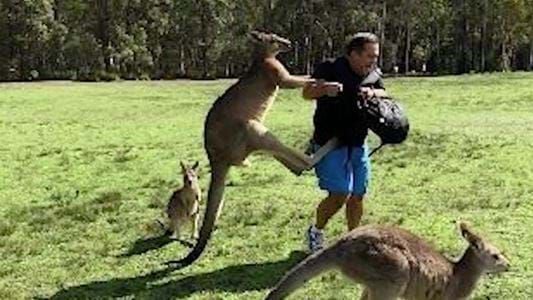 kangaroo-attack-800